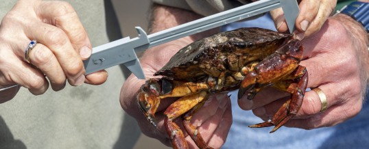 Protocol in Focus: Why do we measure native crabs, too?